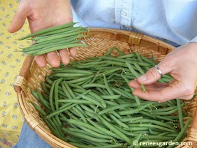 http://www.reneesgarden.com/images/seedphotos/veg/beans-nickel.htm