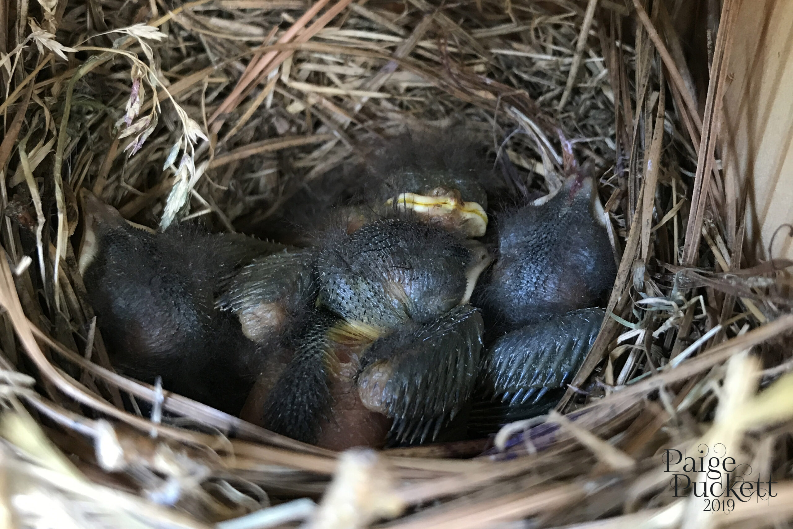 Sleeping baby bluebirds, June 3, 2019