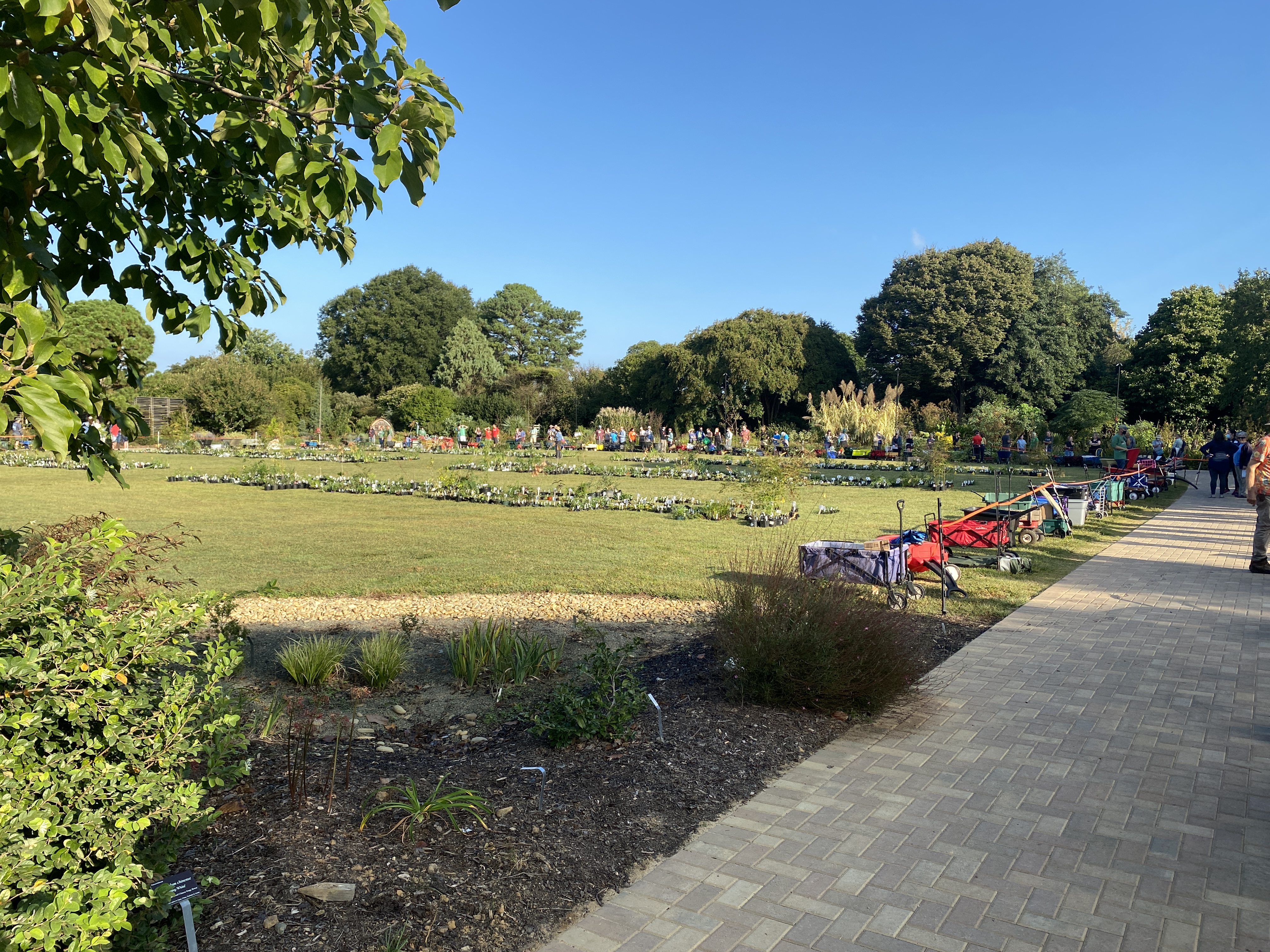 field with plants and wagons