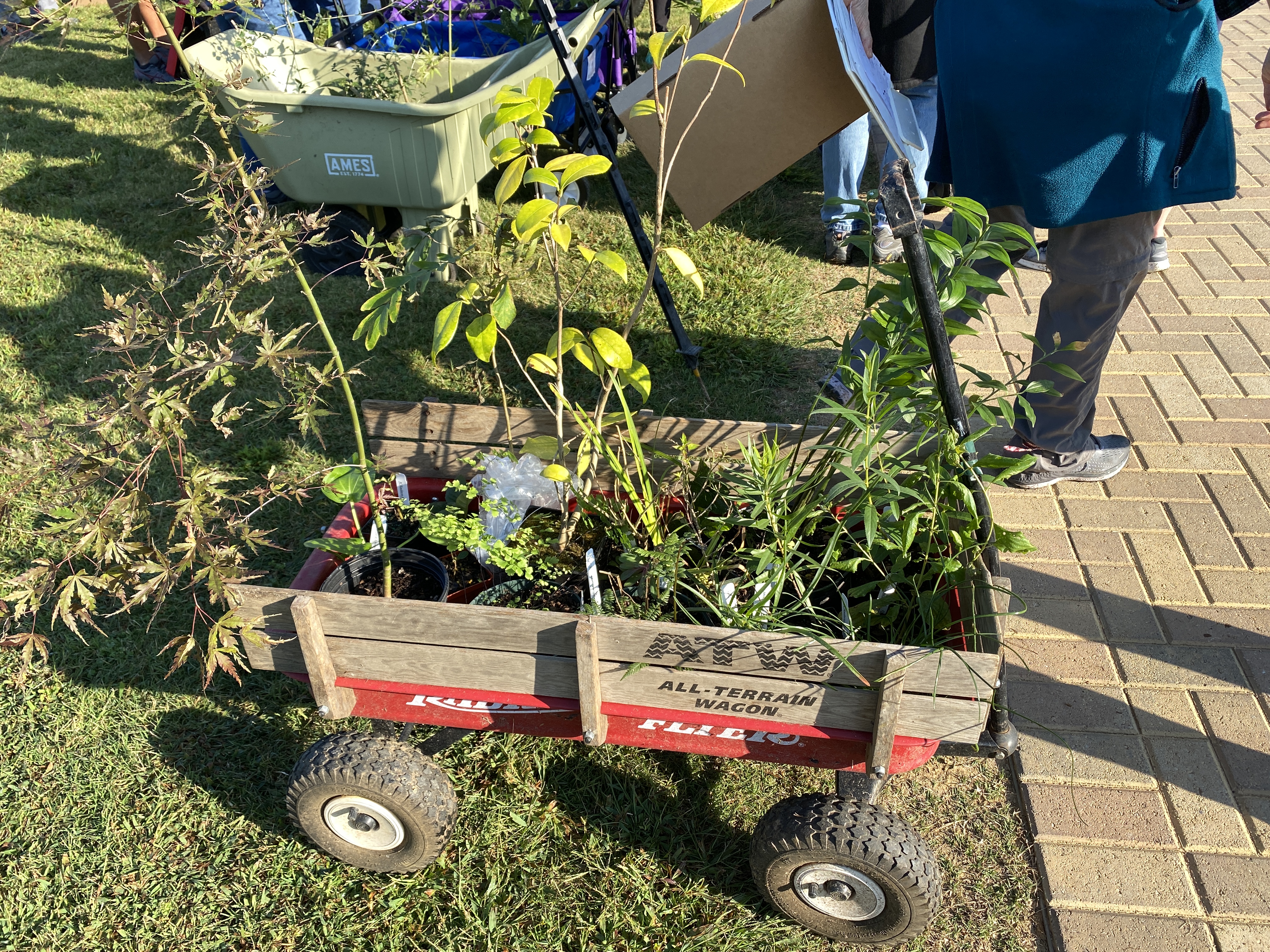 red wagon filled with plants from the annual plant distribution