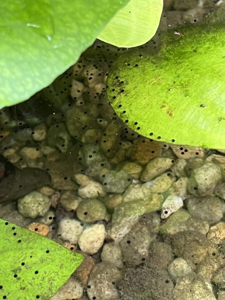 frog eggs