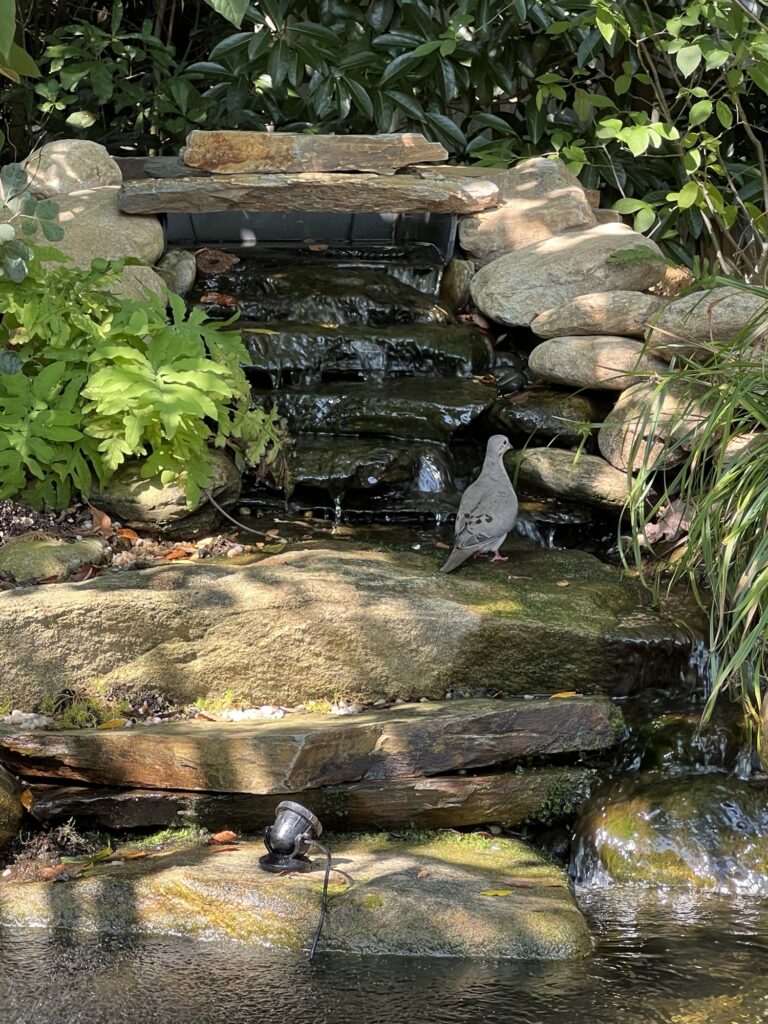 mourning dove on waterfall